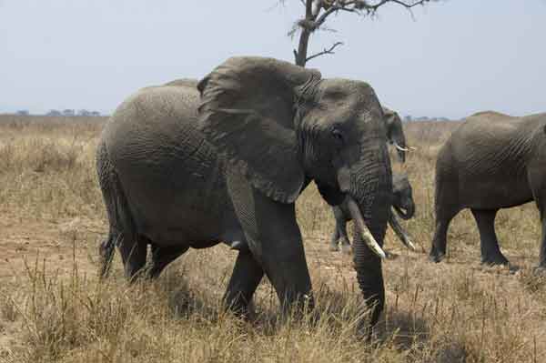 26 - Tanzania - Elefantes - parque nacional de Tarangire
